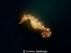 Hippocampus guttulatus
The power of "AURA" from seahorse by Cumhur Gedikoglu 